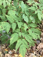 Actaea pachypoda