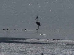 Ephippiorhynchus asiaticus