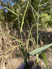 Urochloa platyphylla