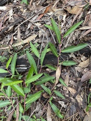 Eremophila debilis