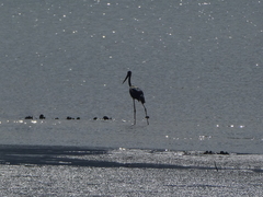 Ephippiorhynchus asiaticus