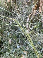 Urochloa platyphylla