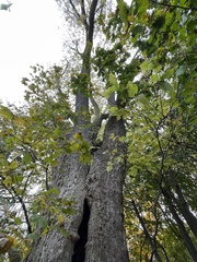 Celtis occidentalis