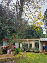 Handroanthus guayacan