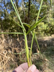 Urochloa platyphylla