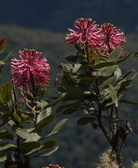 Oreocallis grandiflora
