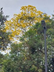 Handroanthus guayacan