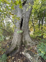 Celtis occidentalis