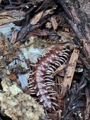 Nearctodesmidae