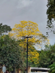 Handroanthus guayacan