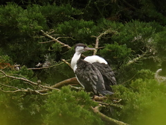 Phalacrocorax varius varius