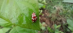 Omophoita