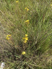 Bulbine bulbosa
