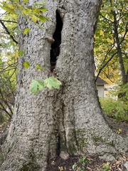 Celtis occidentalis