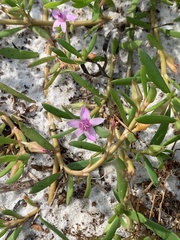 Sesuvioideae