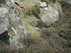 Carmichaelia australis