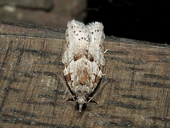 Isotenes miserana