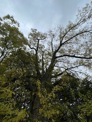 Celtis occidentalis