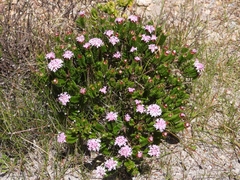 Pimelea ferruginea