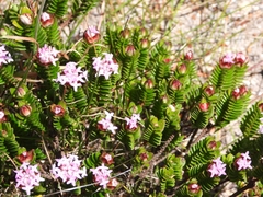 Pimelea ferruginea