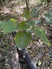 Populus heterophylla