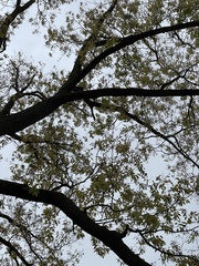 Celtis occidentalis