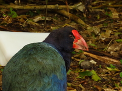 Porphyrio hochstetteri