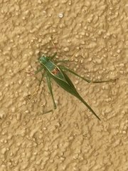 Microcentrum californicum