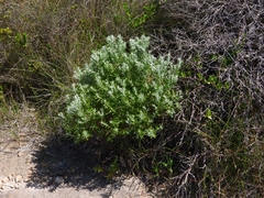 Olearia axillaris