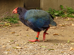 Porphyrio hochstetteri