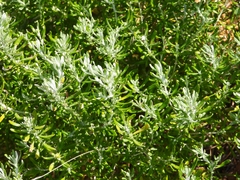 Olearia axillaris