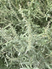 Ambrosia confertiflora
