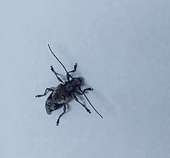 Aegomorphus jaspideus