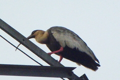 Theristicus caudatus
