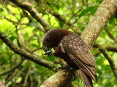 Nestor meridionalis septentrionalis