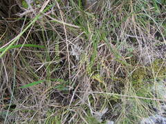 Asplenium flabellifolium