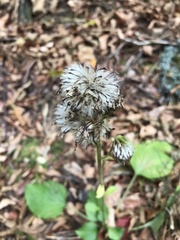 Rugelia nudicaulis