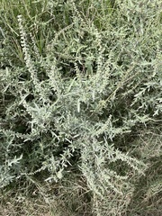 Ambrosia confertiflora