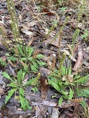 Plantago debilis