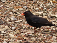 Turdus merula merula