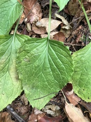 Rugelia nudicaulis