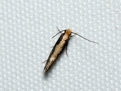 Monopis crocicapitella