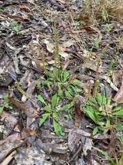 Plantago debilis