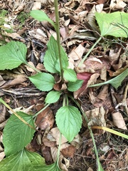 Rugelia nudicaulis