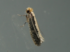 Monopis crocicapitella
