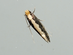 Monopis crocicapitella