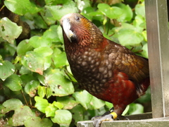 Nestor meridionalis septentrionalis