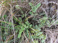 Gingidia enysii