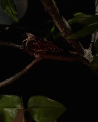 Antrostomus vociferus