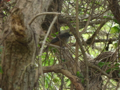 Saltator coerulescens